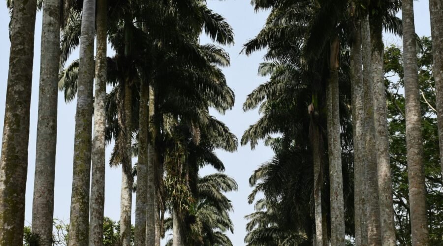 Exploring Aburi Garden: A Tranquil Retreat in the Heart of Nature