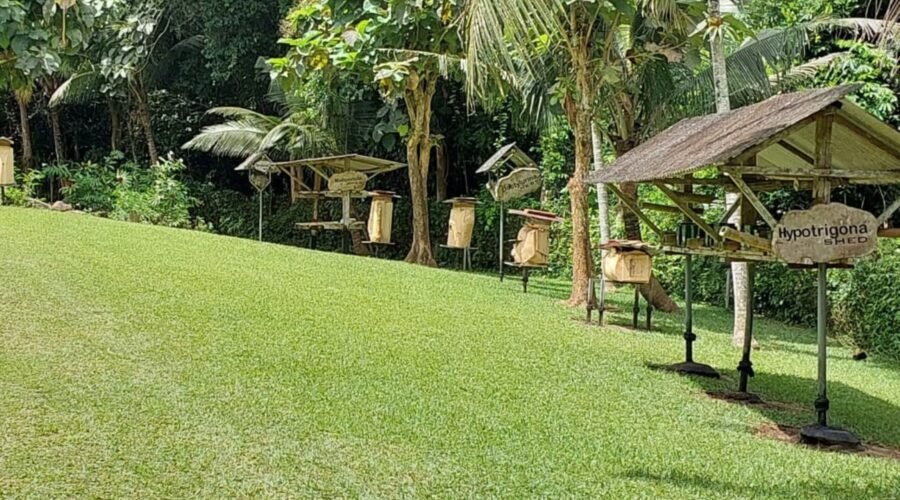 Bee Sanctuary near Kakum